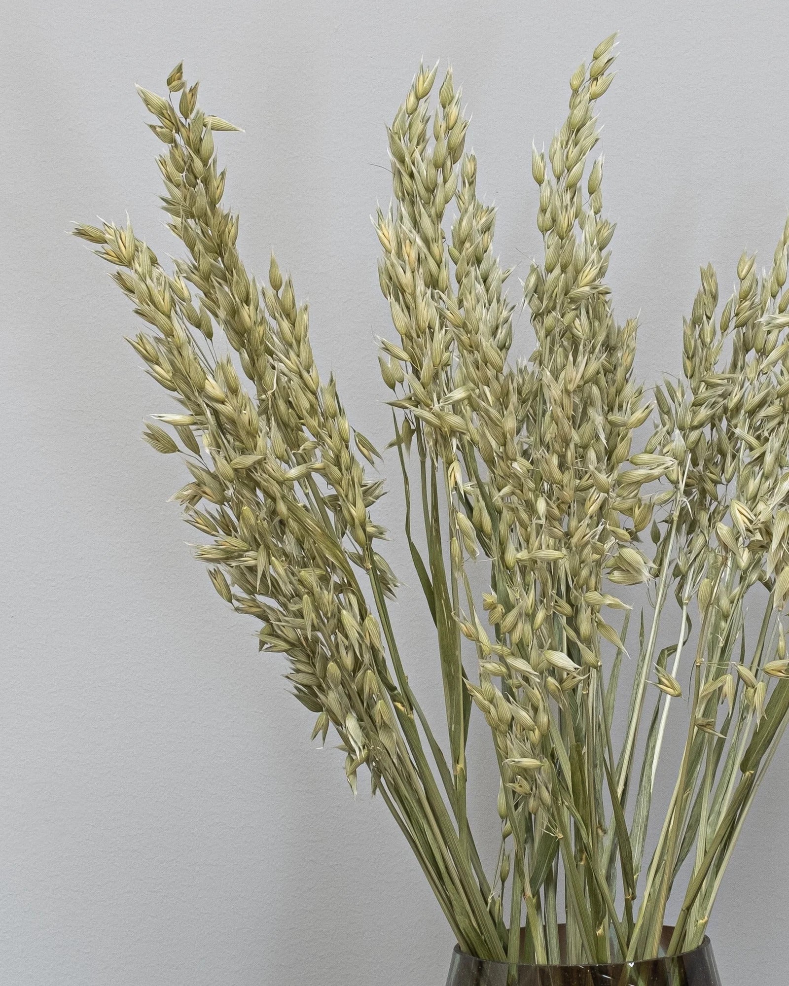Havre Avena som dekorativ produkt från Forever Flora