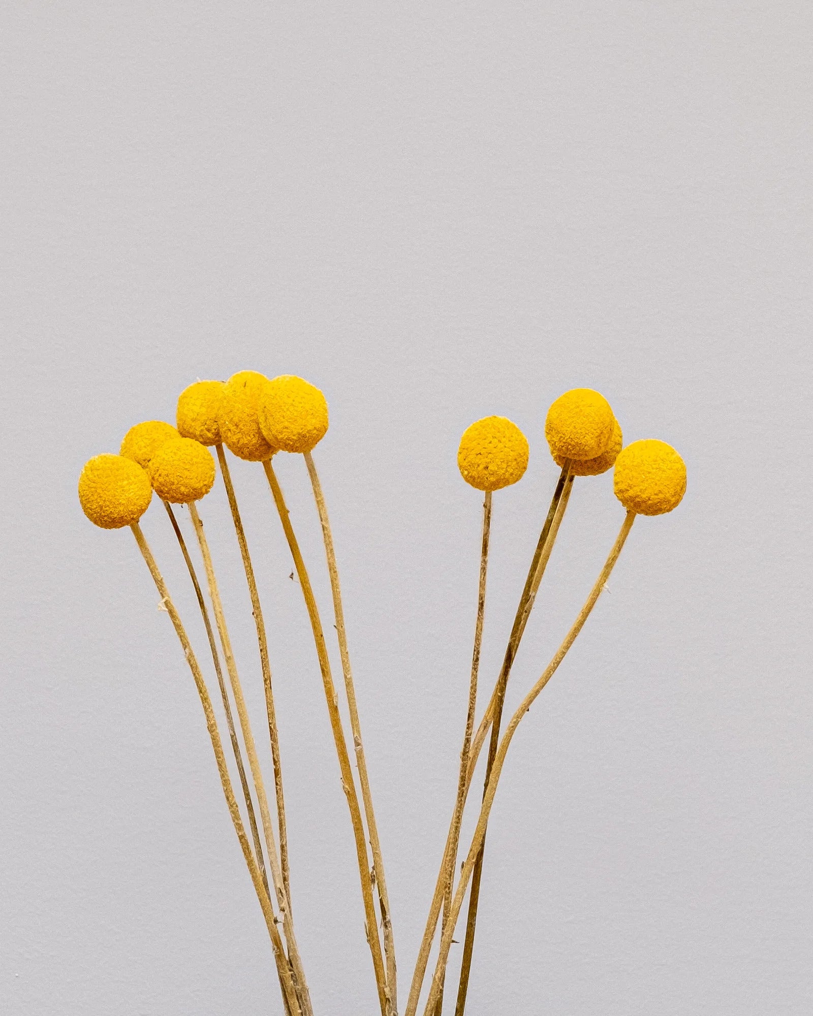 Detaljbild av Craspedia/Solboll 10 st.