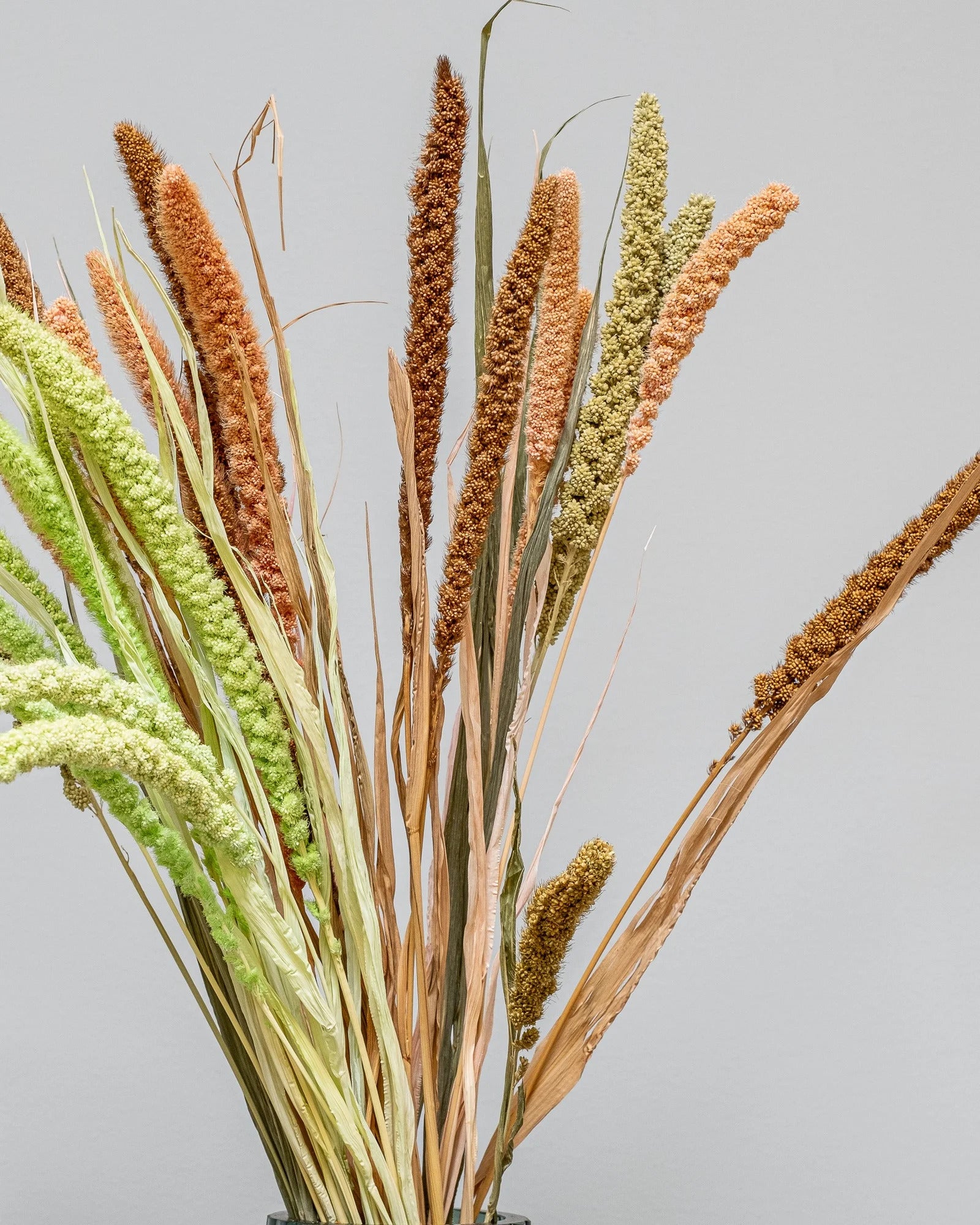 Torkad Sorghum 50–60 cm i Mix