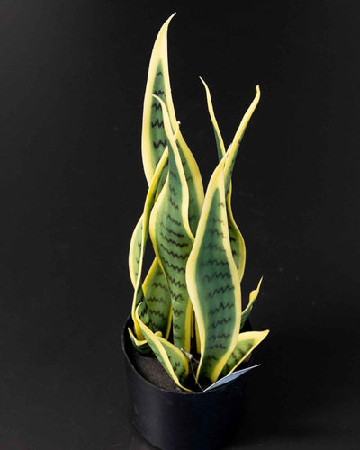 Konstgjord Sansevieria i melaminkruka – 40 cm