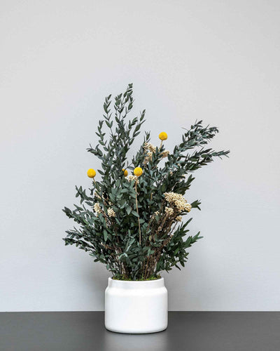 Konserverad Parvifolia krukväxt 60 eller 80 cm från Forever Flora