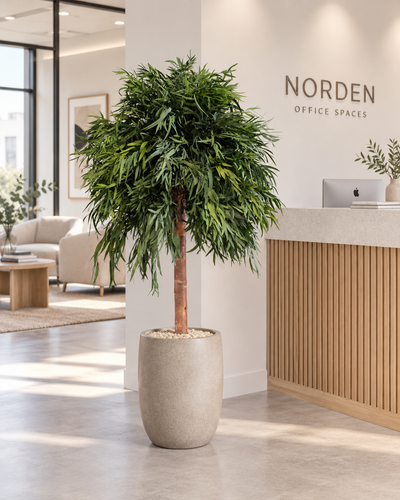 Preserved Eucalyptus Tree Nicoli – Crown