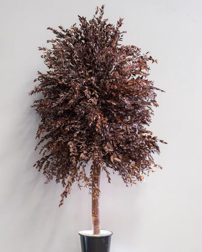 Preserved Eucalyptus Tree Parvifolia – Slim