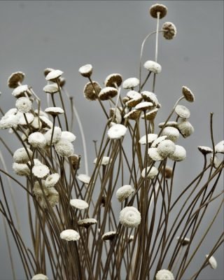 Forever Flora De