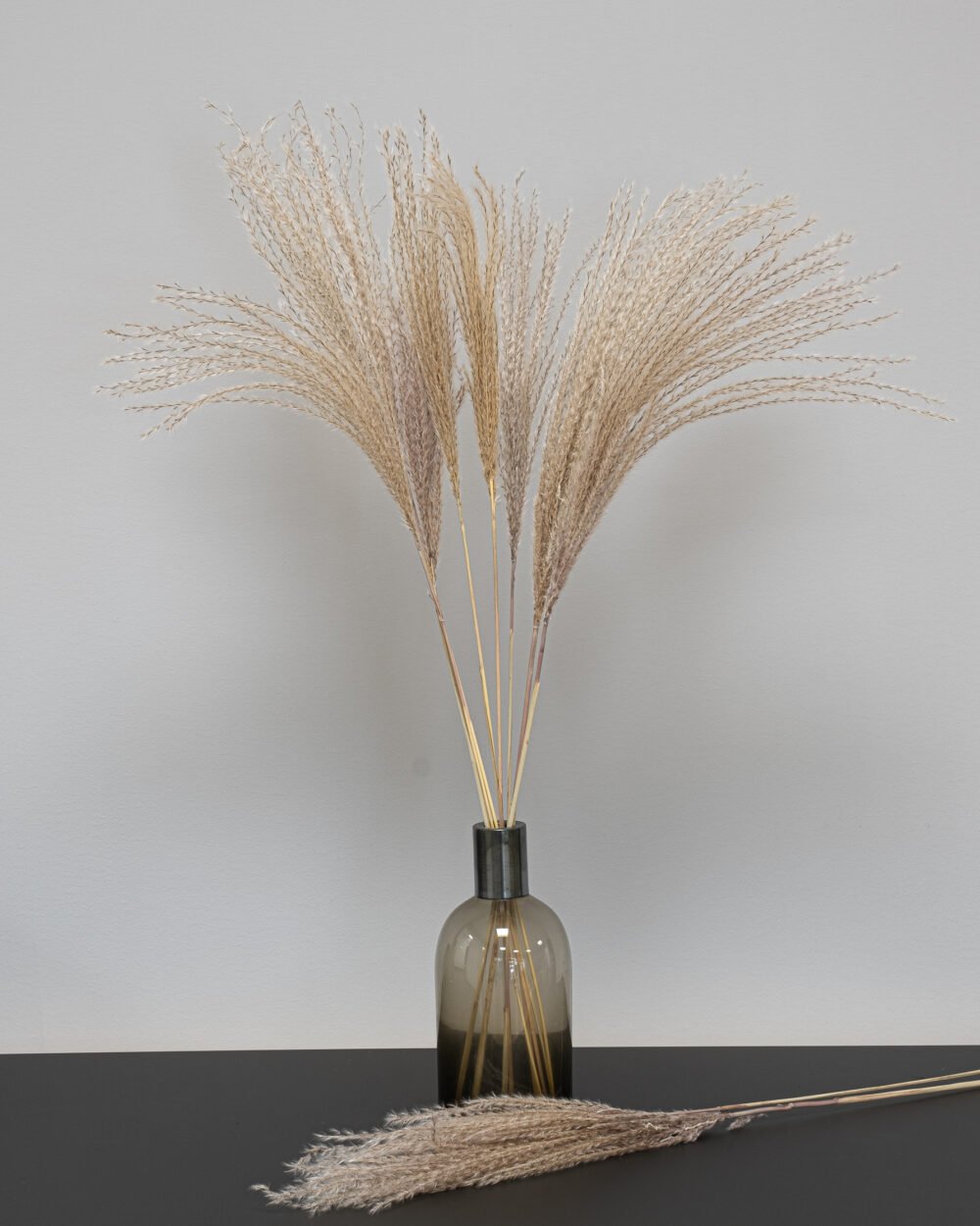 Miscanthus Natural - Getrocknete Blumen – Bild 3