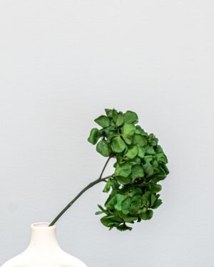 Alternative view of Hortensie Standard - Konservierte Blumen