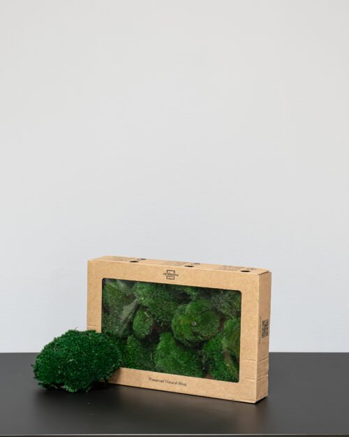 Kugelmoos - Konserviertes Moos 13 Forever Flora De