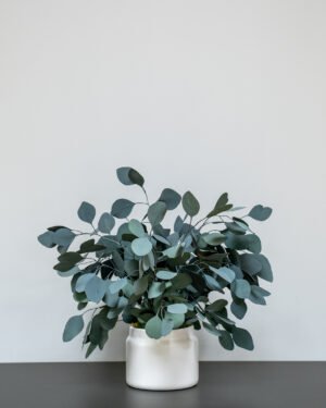 Zimmerpflanze Eucalyptus Populus