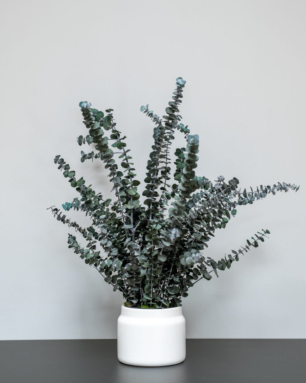 Zimmerpflanze Eucalyptus Baby Blue – Bild 5