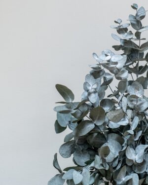 Für immer Flora 48 Alternative view of Zimmerpflanze Eucalyptus Cinerea