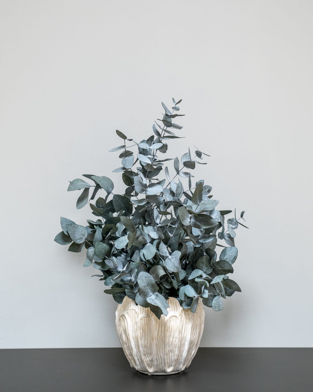 Zimmerpflanze Eucalyptus Cinerea – Bild 3