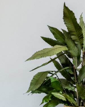 Für immer Flora 56 Alternative view of Zimmerpflanze Gattung Kastanie