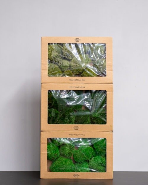 Kugelmoos - Konserviertes Moos 17 Forever Flora De