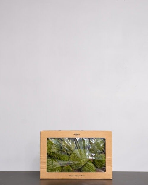 Kugelmoos - Konserviertes Moos 19 Forever Flora De