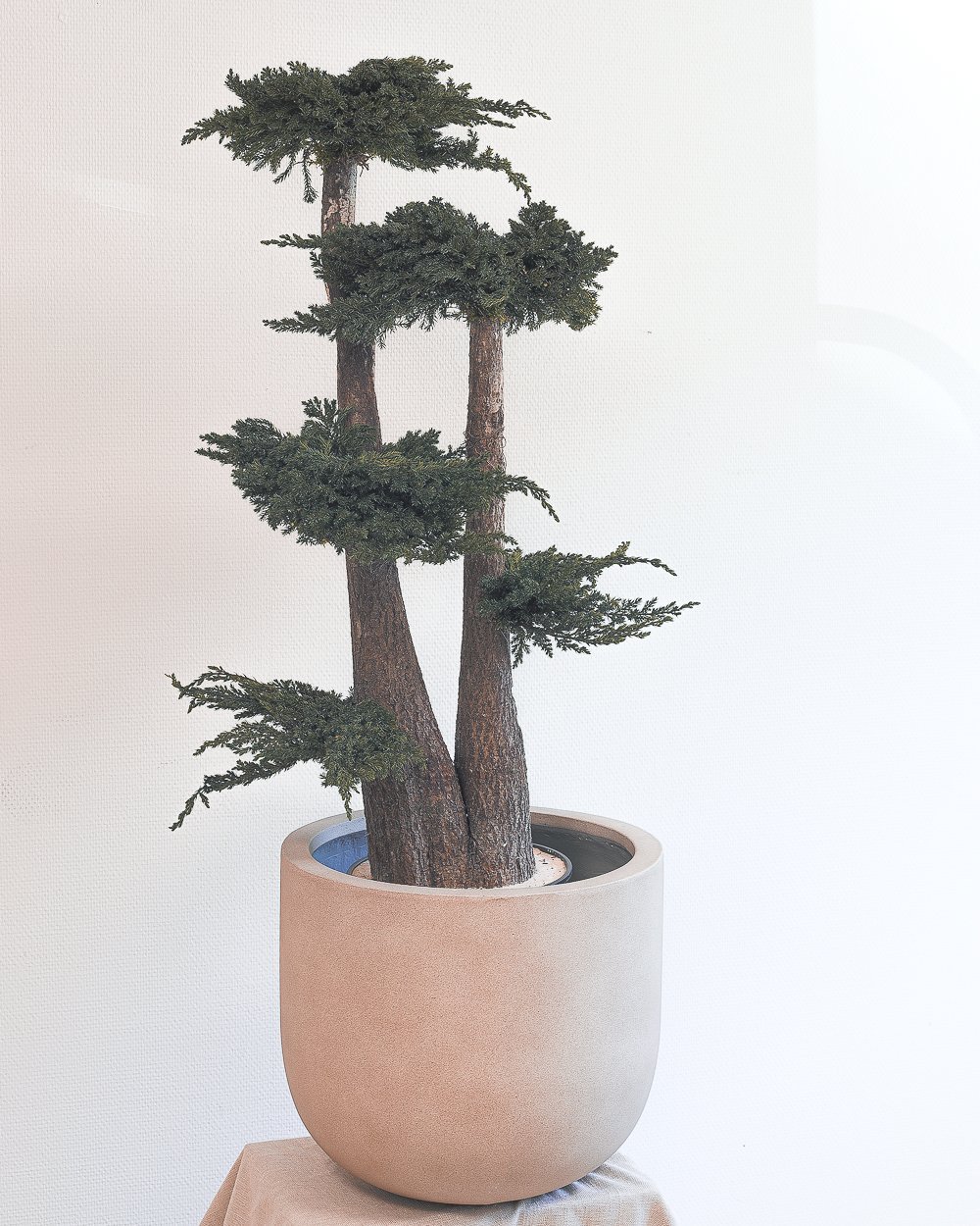Forever Flora De